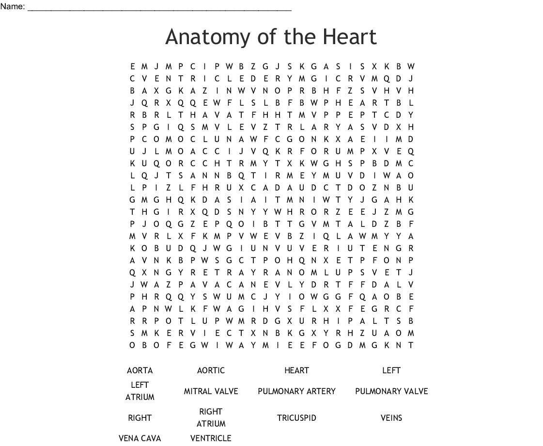 Anatomy Of The Heart Word Search - Wordmint