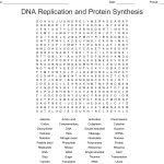Dna Replication And Protein Synthesis Word Search   Wordmint
