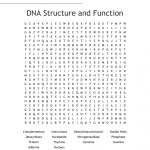 Dna Structure And Function Word Search   Wordmint