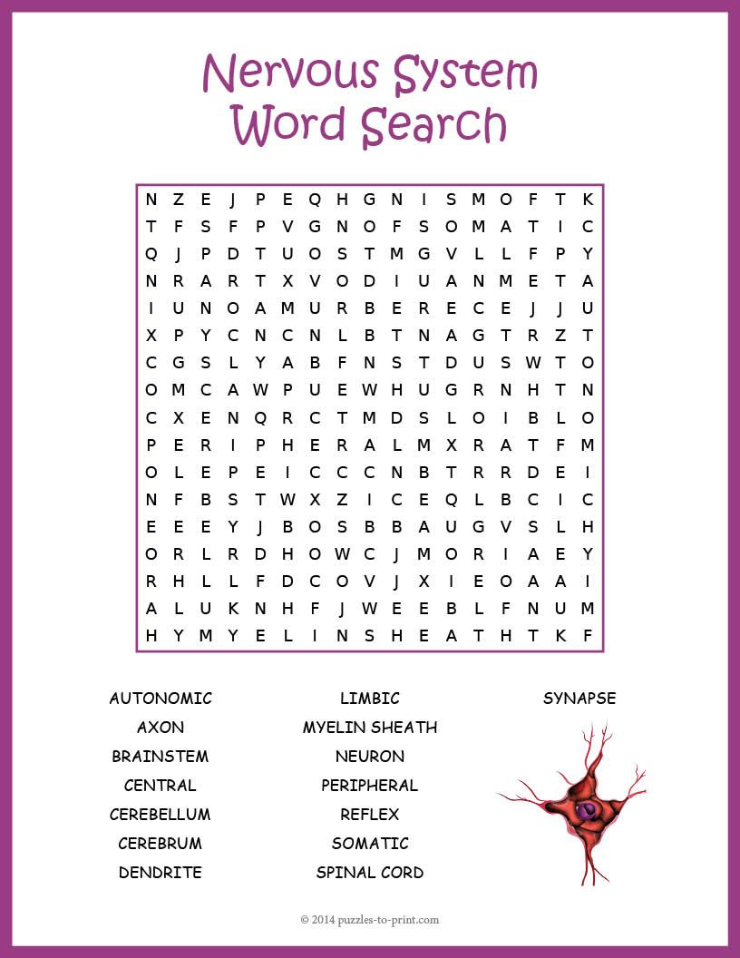 Human Nervous System Word Search Worksheet | Human Nervous