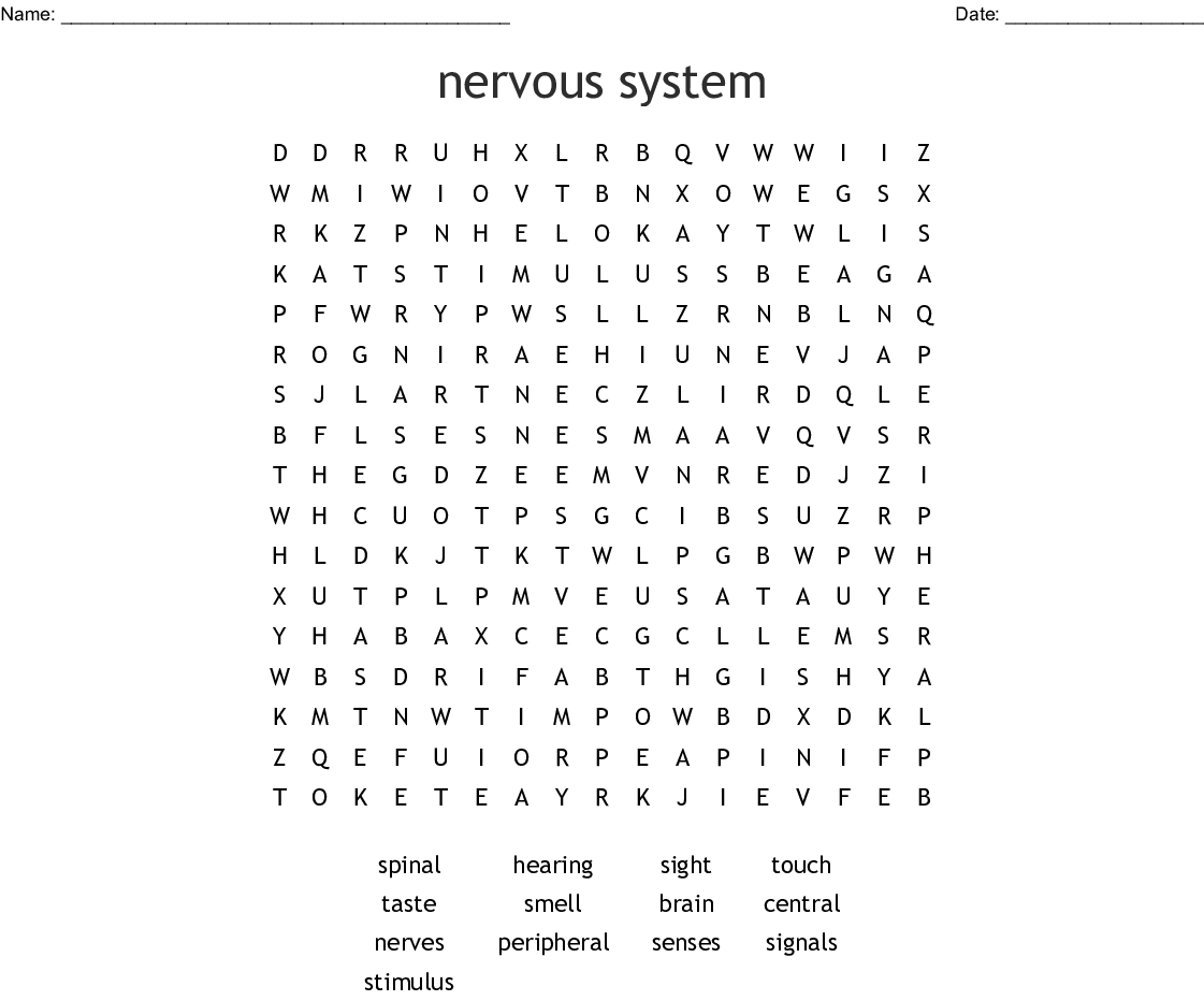Nervous System Word Search - Wordmint