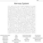 Nervous System Word Search   Wordmint