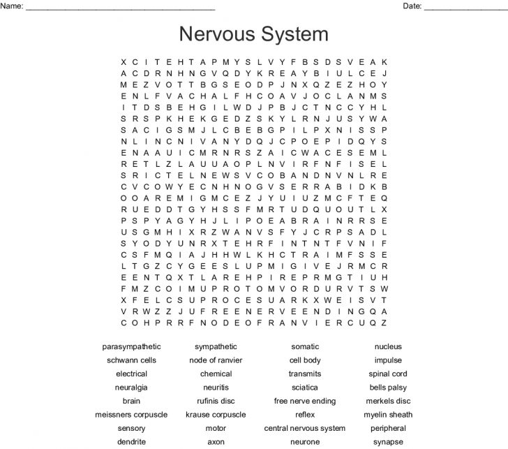 Nervous System Word Search - Wordmint - Word Search Printable