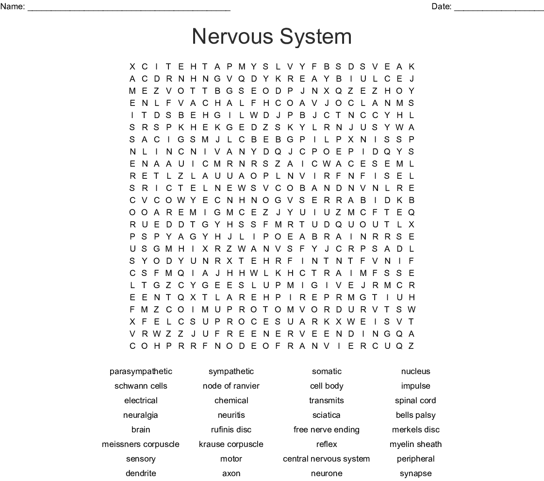 Nervous System Word Search - Wordmint