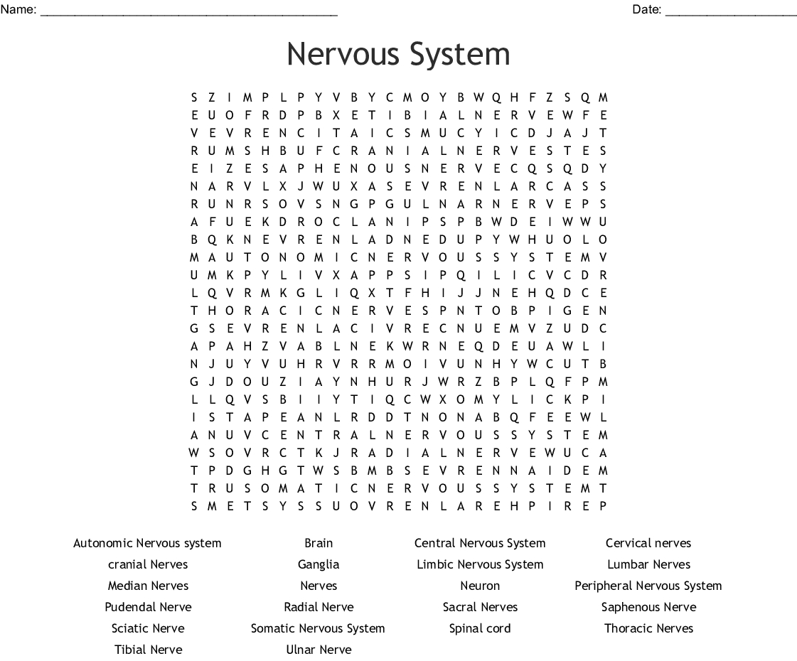 Word Search Nervous System