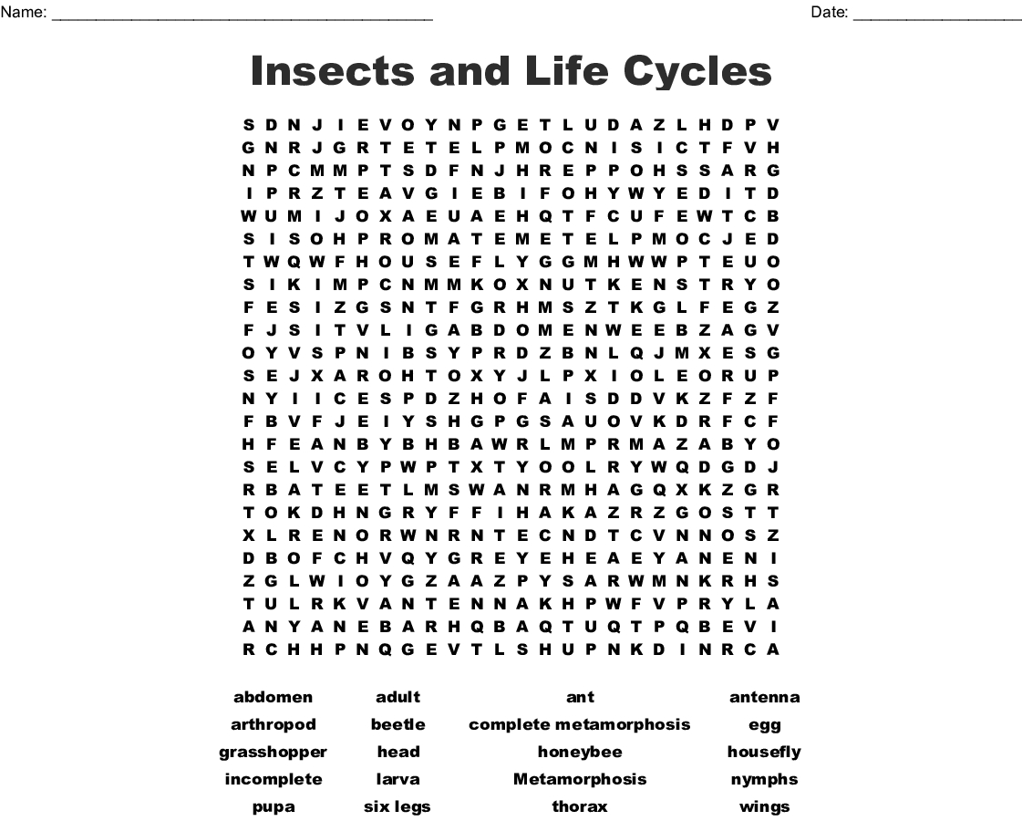 Insects And Life Cycles Word Search - Wordmint