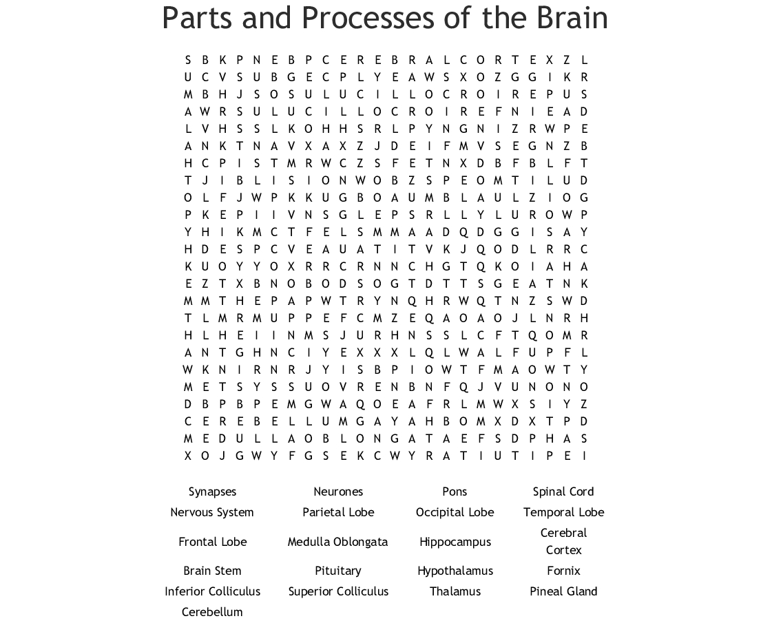 Parts Of The Brain Word Search - Wordmint