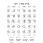 Parts Of The Brain Word Search   Wordmint