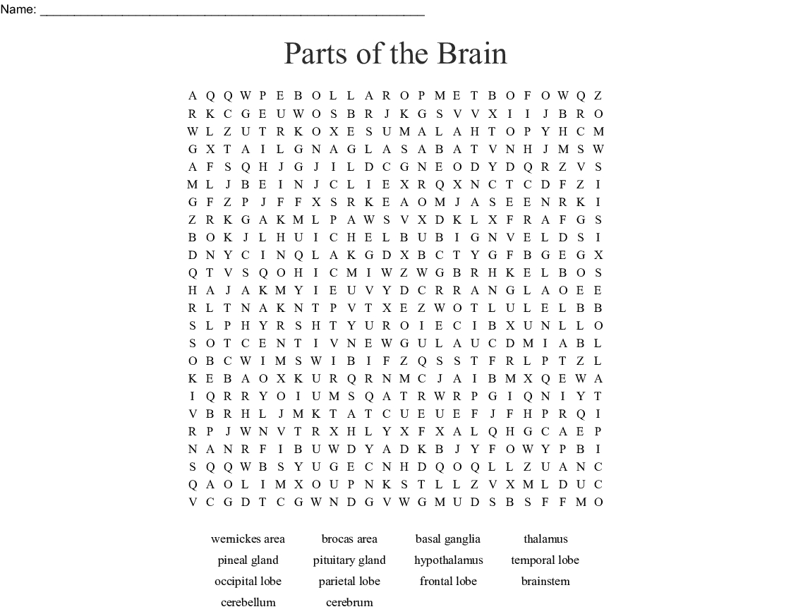 Parts Of The Brain Word Search - Wordmint
