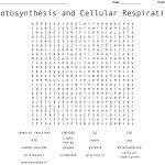 Photosynthesis And Cellular Respiration Word Search   Wordmint
