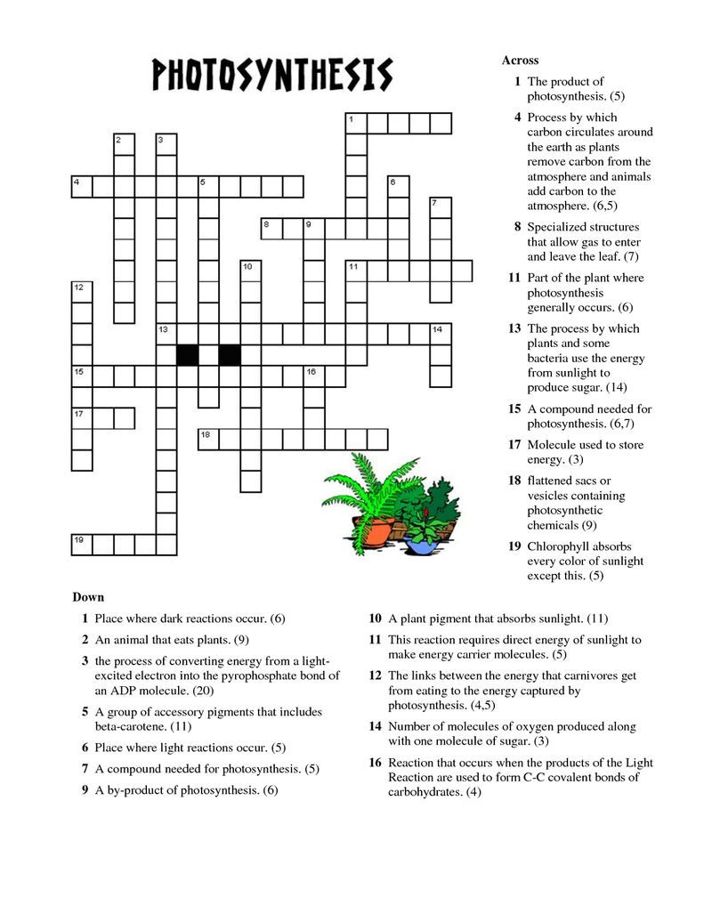 Read More | Photosynthesis Worksheet, Photosynthesis