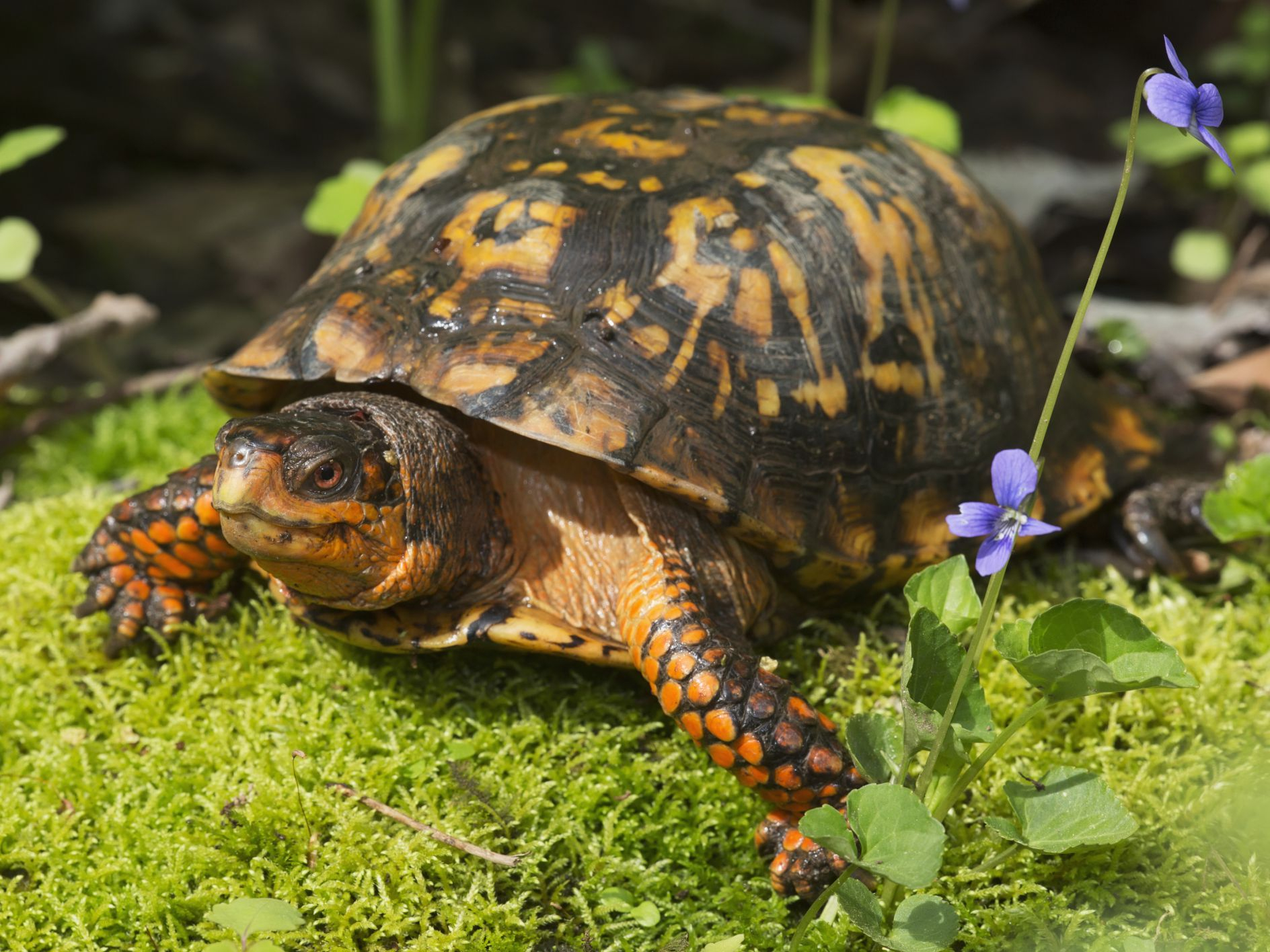 Crossword - Insects And Reptiles - English Esl Worksheets | Word Search