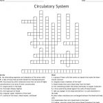 The Circulatory System Word Search   Wordmint